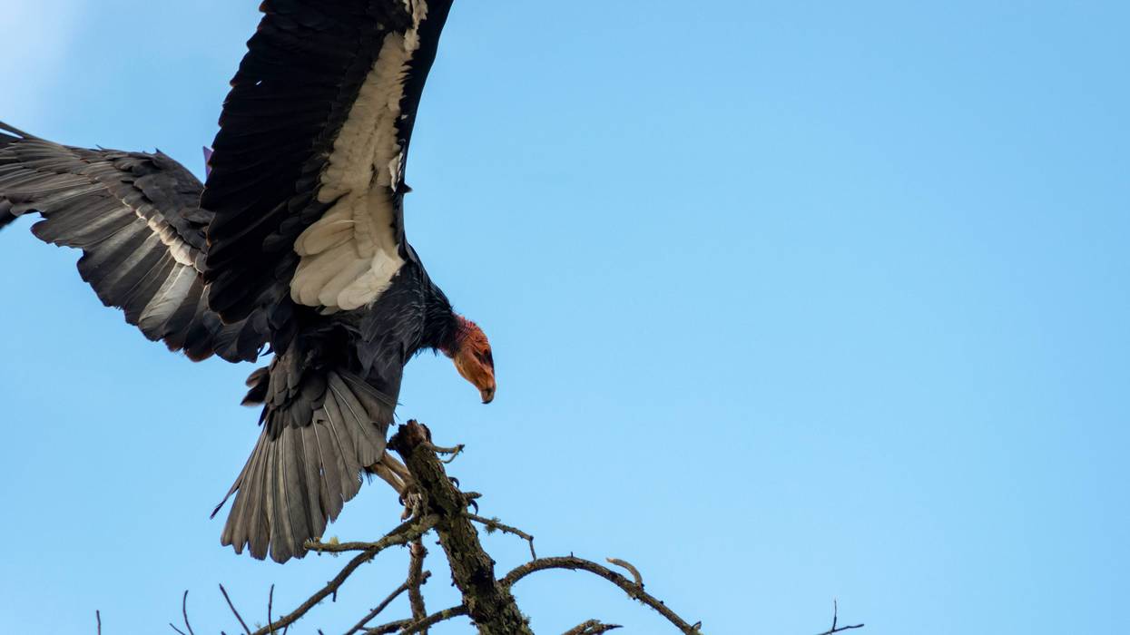 california condor lands on branch
