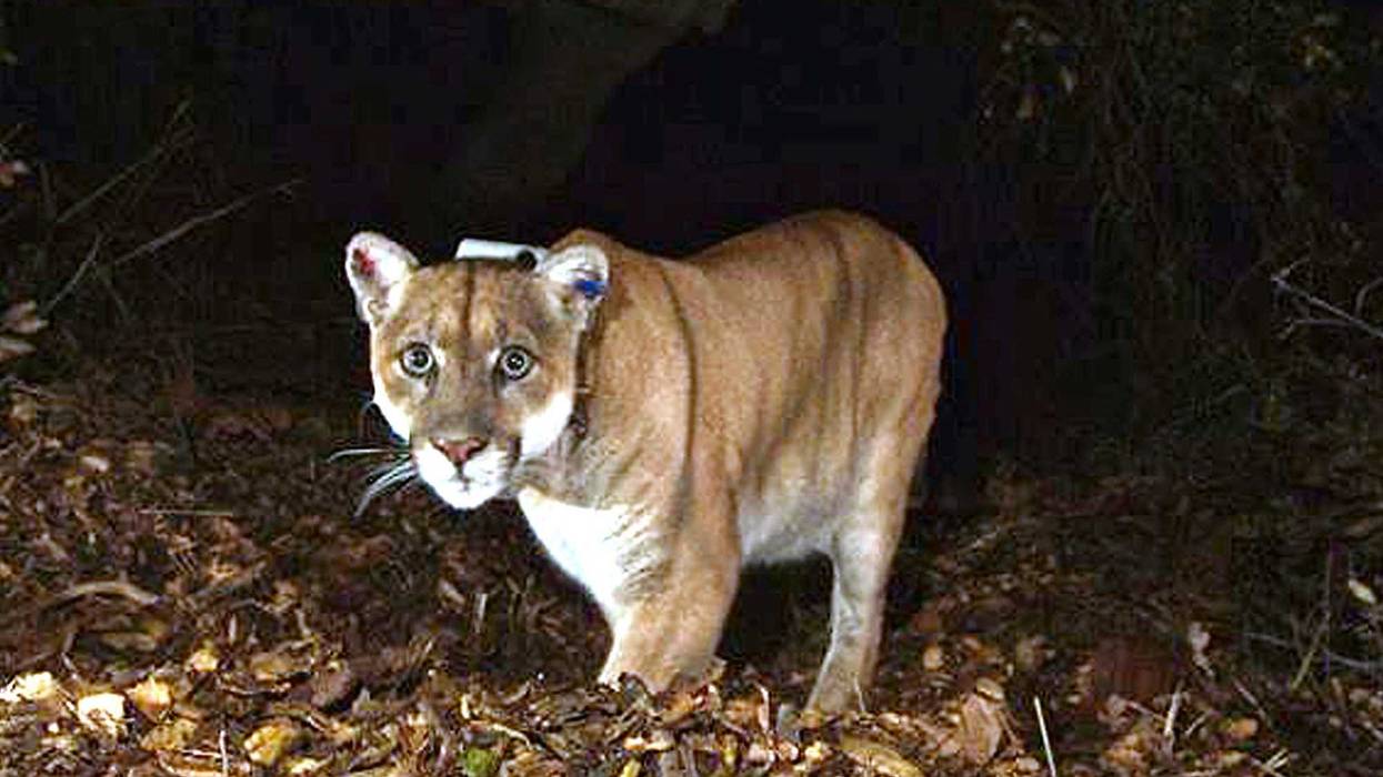 California Famed Mountain Lion