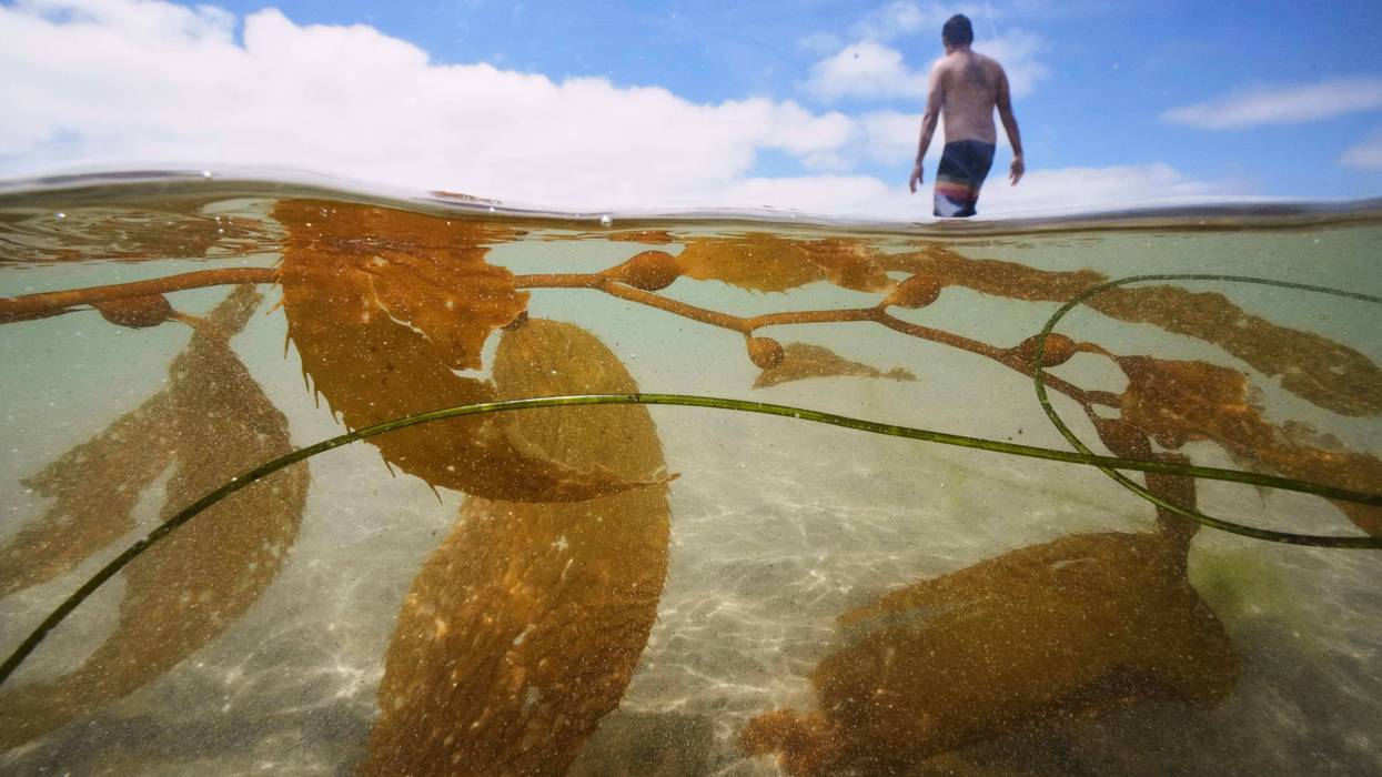 California Kelp Farm