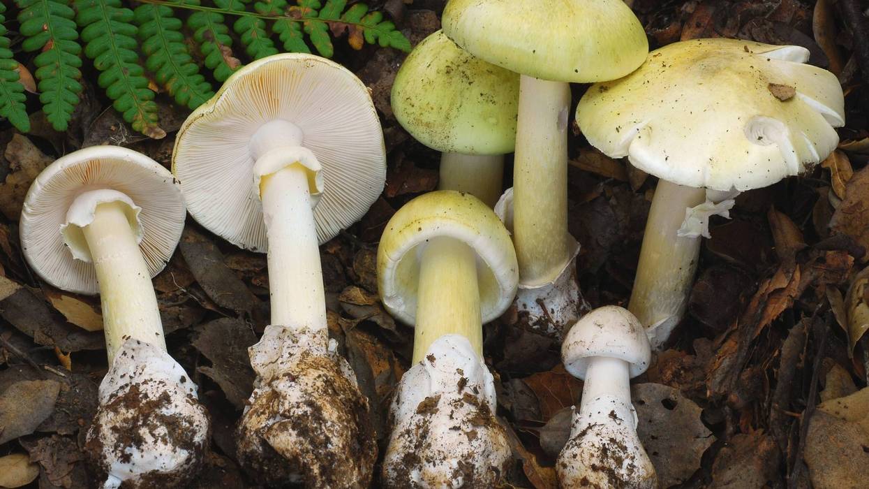 California-Mushroom-Poisoning