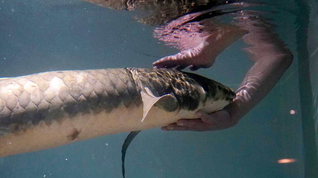 California Oldest Fish