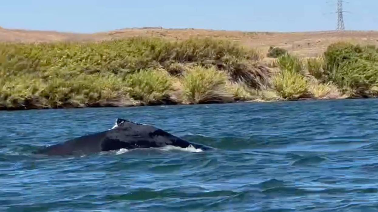 California River Humpback Whale