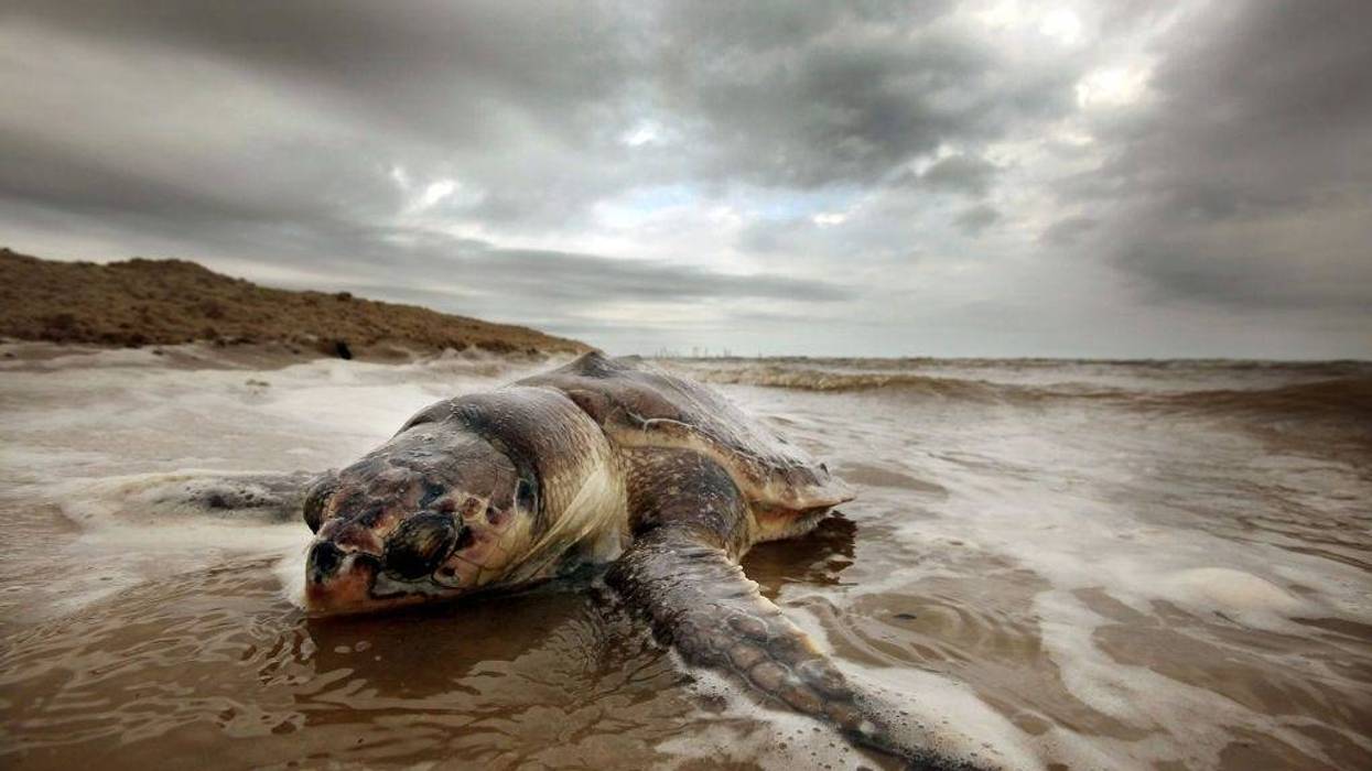 California's new state budget considers marine life.