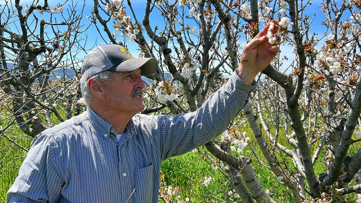 California Storms Farming Bees
