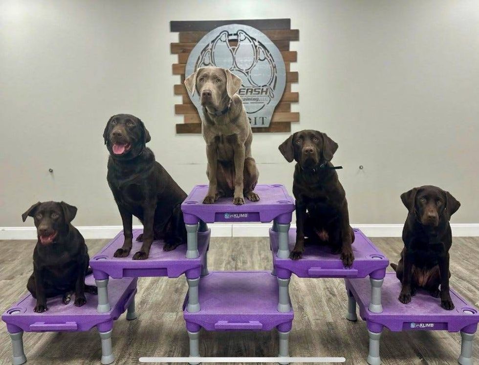 Campus Comfort Companions