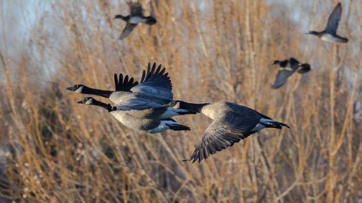 Canada Geese