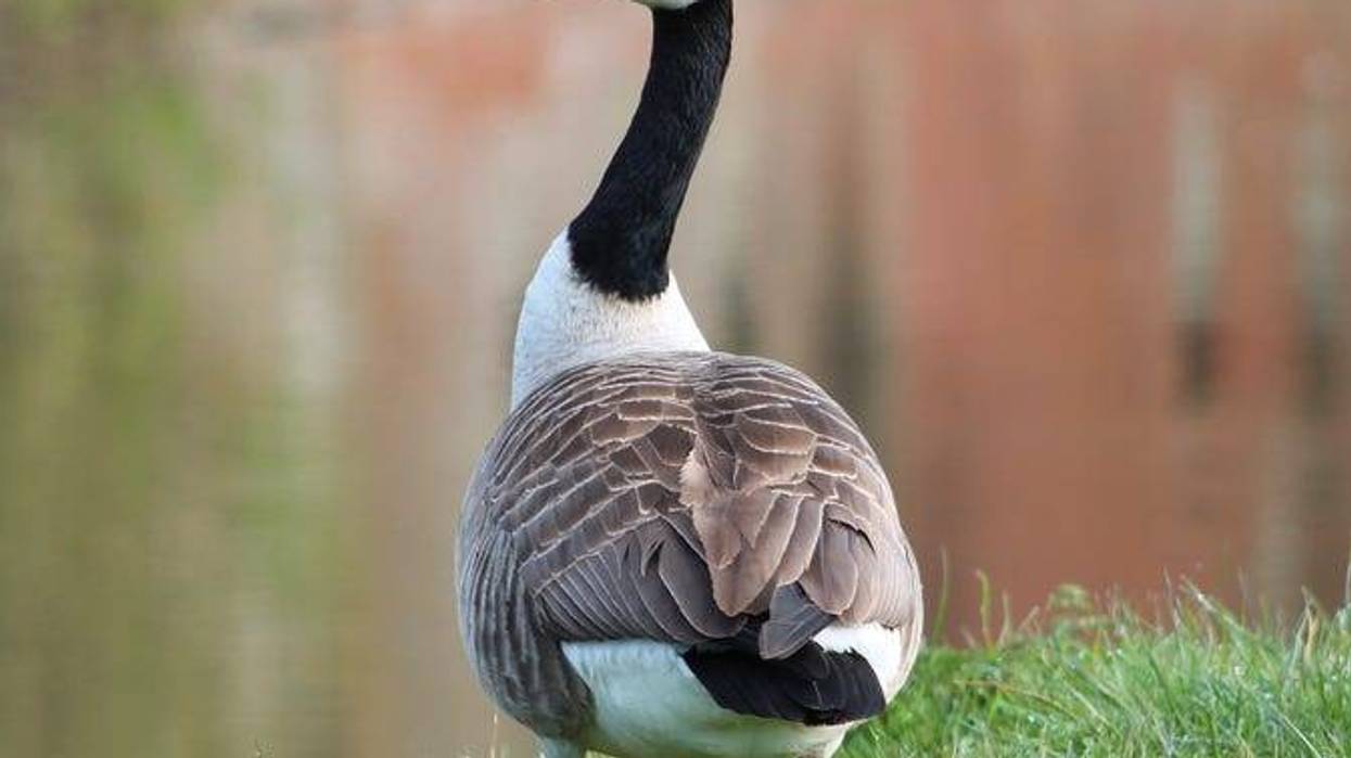 Canada goose