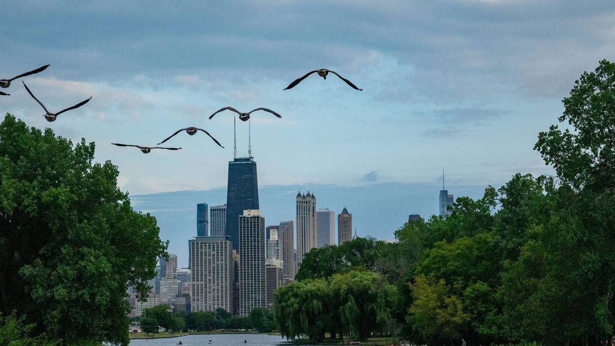 Canadian Geese flying in Chicago