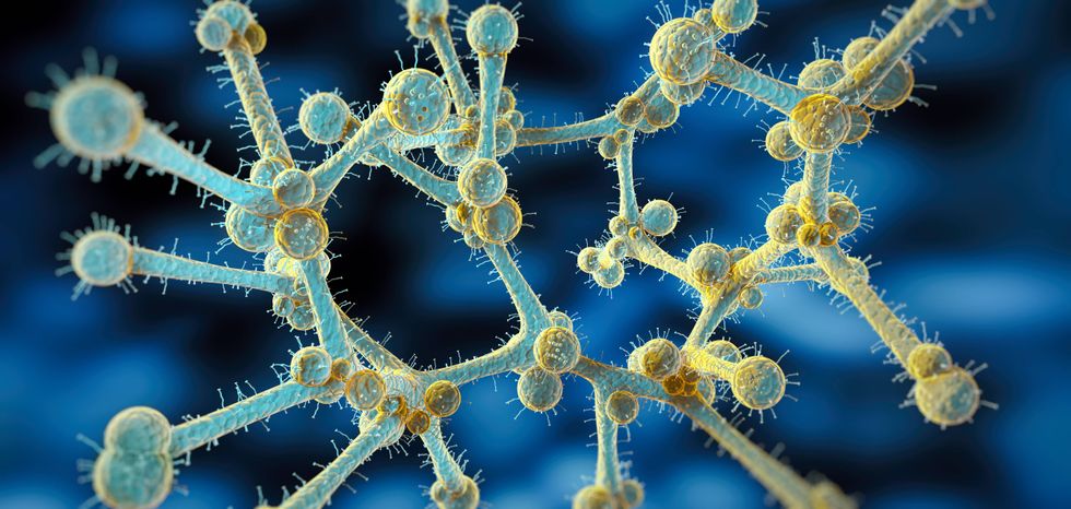 Illinois reports 366 cases of potentially deadly fungus