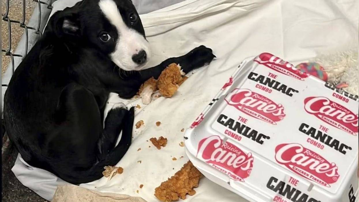 Cane's pup