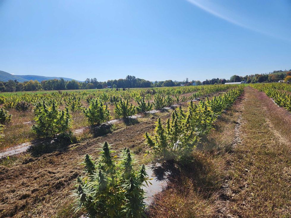 Cannabis almost ready to harvest at Claudine Field Apothecary