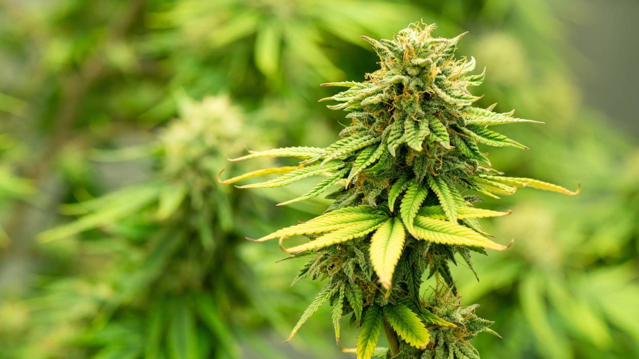 Cannabis farm.