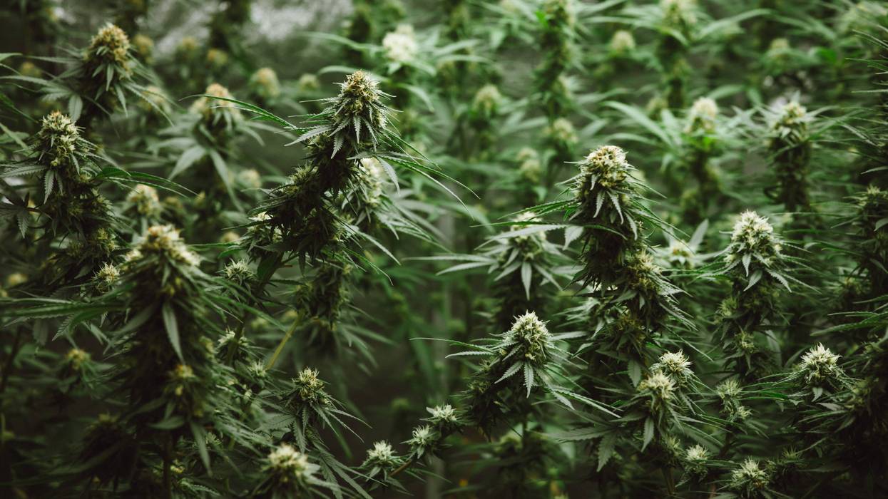 Cannabis leaves