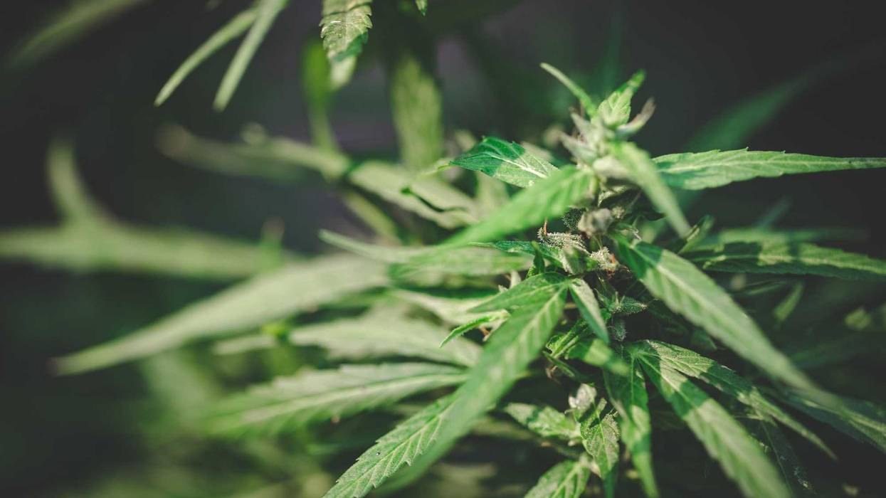 Cannabis Plant