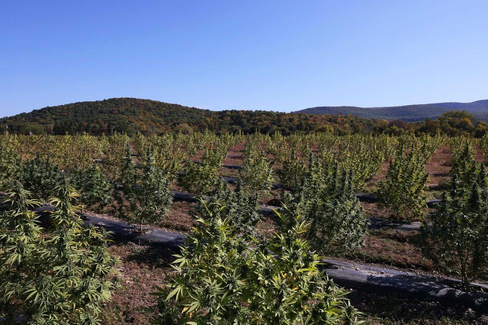 Cannabis plants are grown at a Claudine Field Apothecary farm on Oct. 7, 2022, in Columbia County, New York