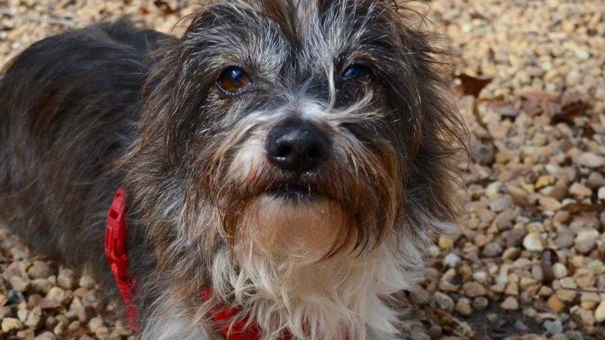 Capital Area Rescue Effort