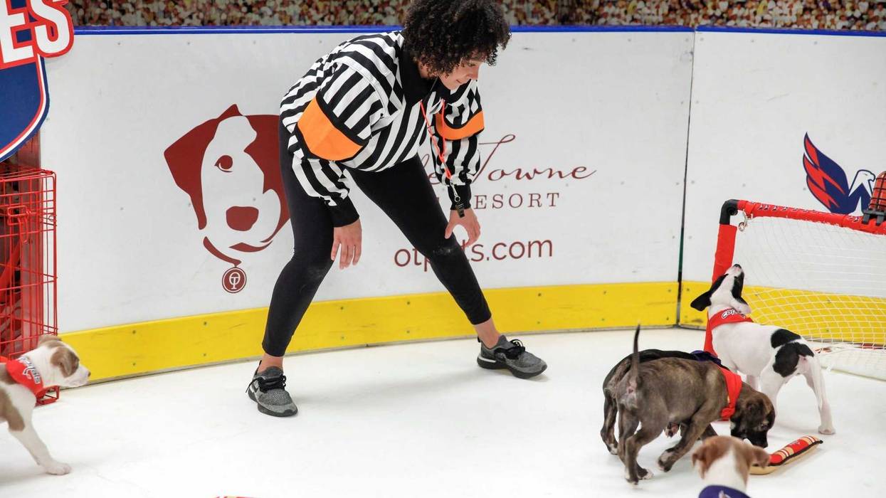 Caps Puppy Playoffs
