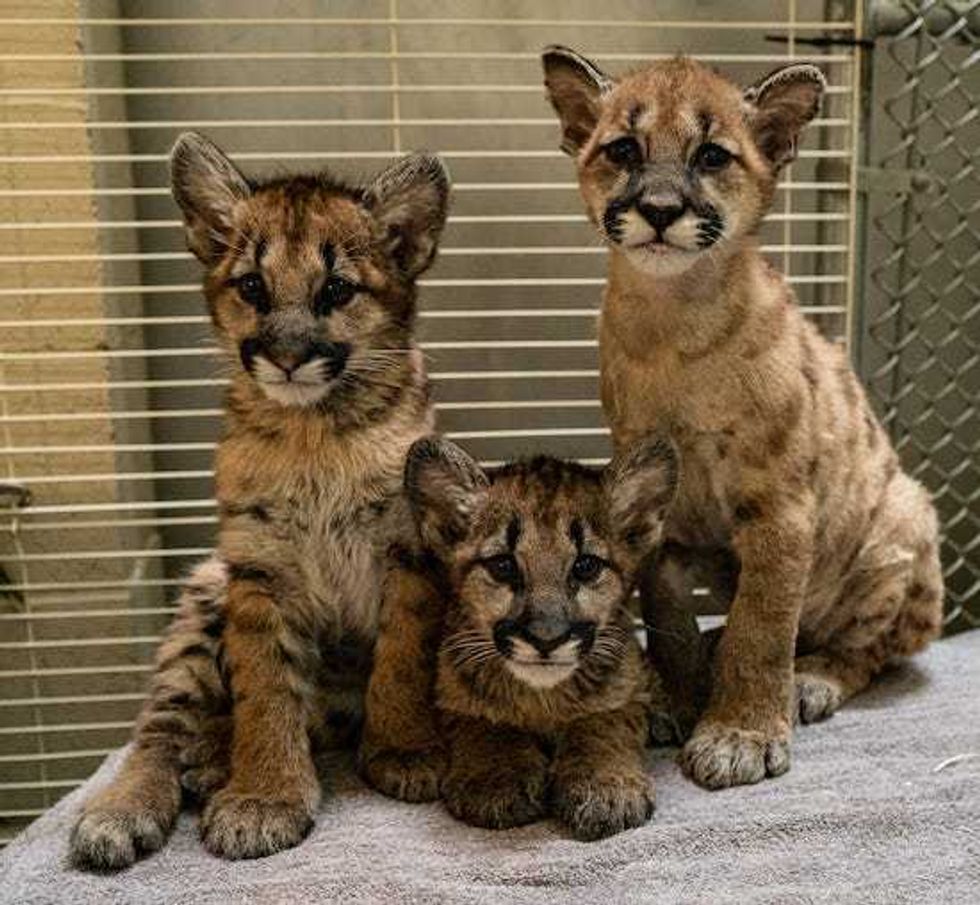 Captain Cal and his unnamed adopted sisters pose together. Officials at the Columbus Zoo and Aquarium will name the sisters upon their arrival.