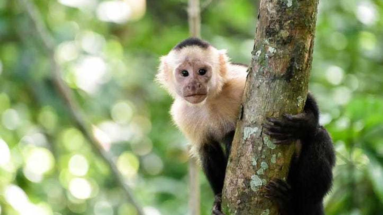 Capuchin monkey hanging on a branch.