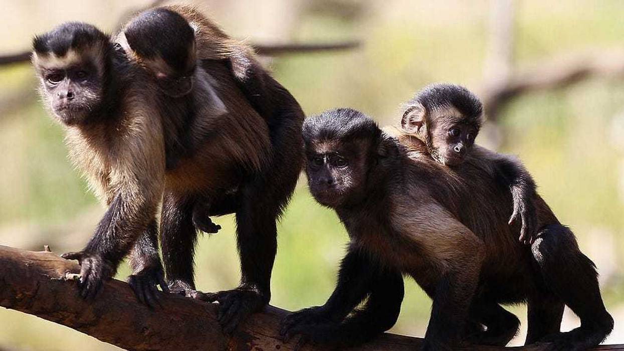 Capuchin monkeys carry their infants on their backs at the Living Links Centre at Edinburgh Zoo on August 31, 2010 in Edinburgh, Scotland.