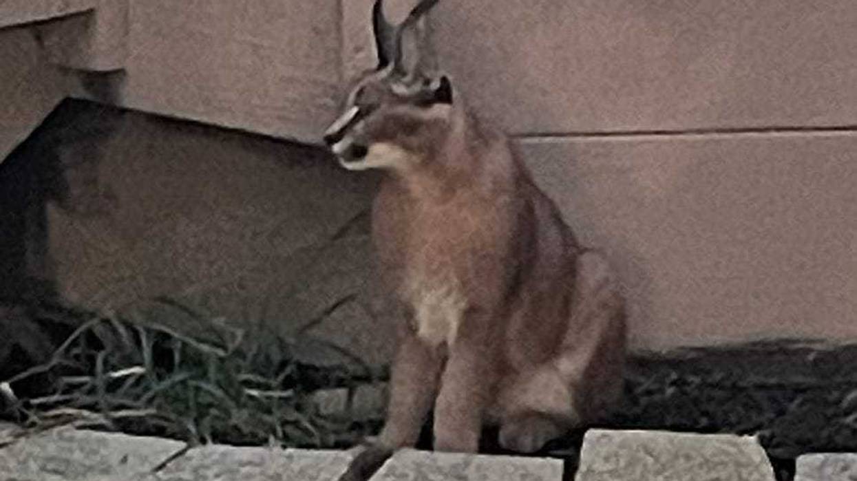 caracal