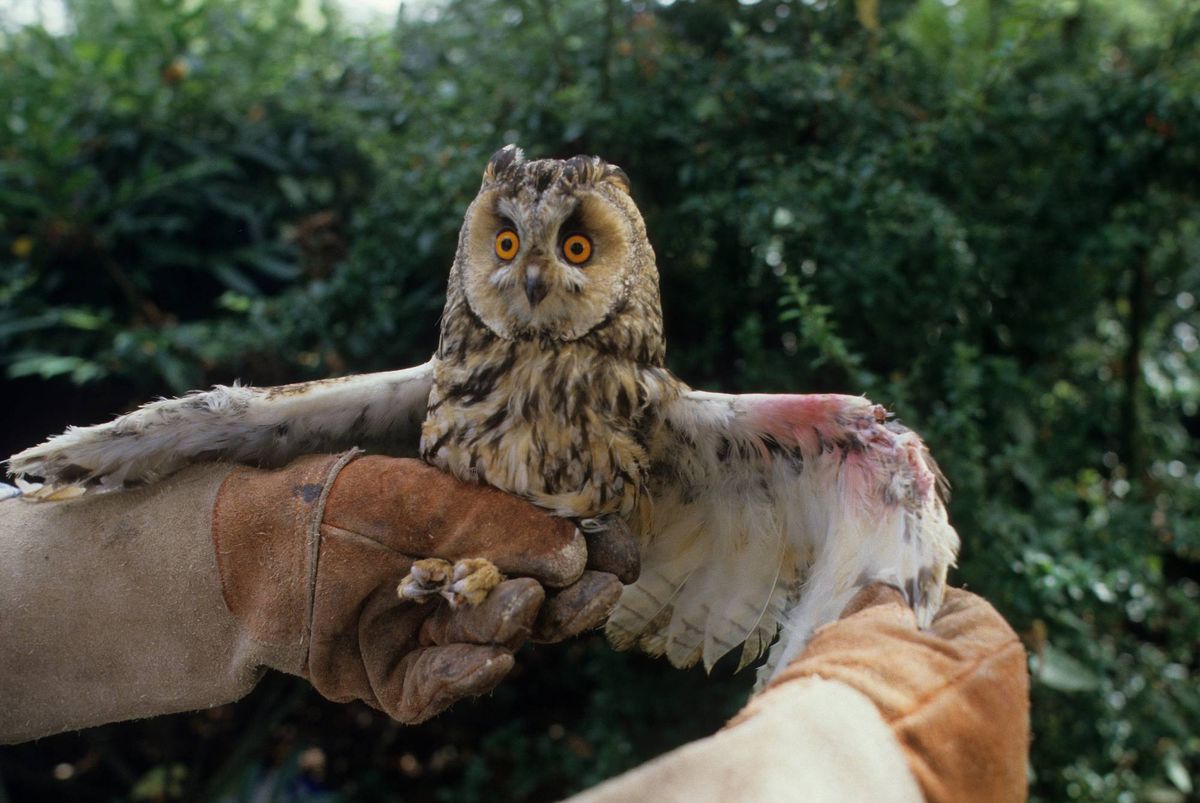 Caring for wounded bird