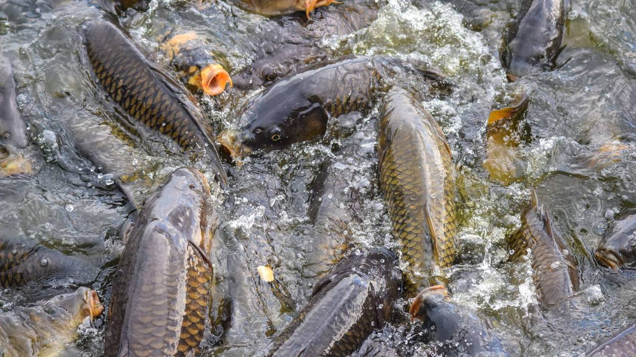 Carp Feeding Frenzy