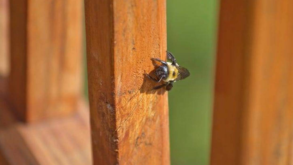 Carpenter Bees