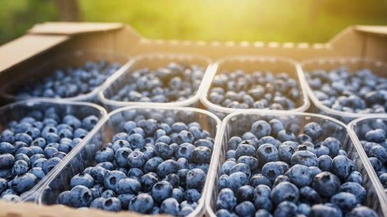 Cases of blueberries