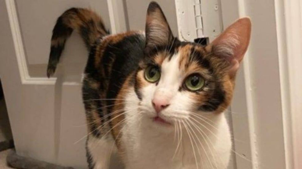 Cashew @ Austin Humane Society