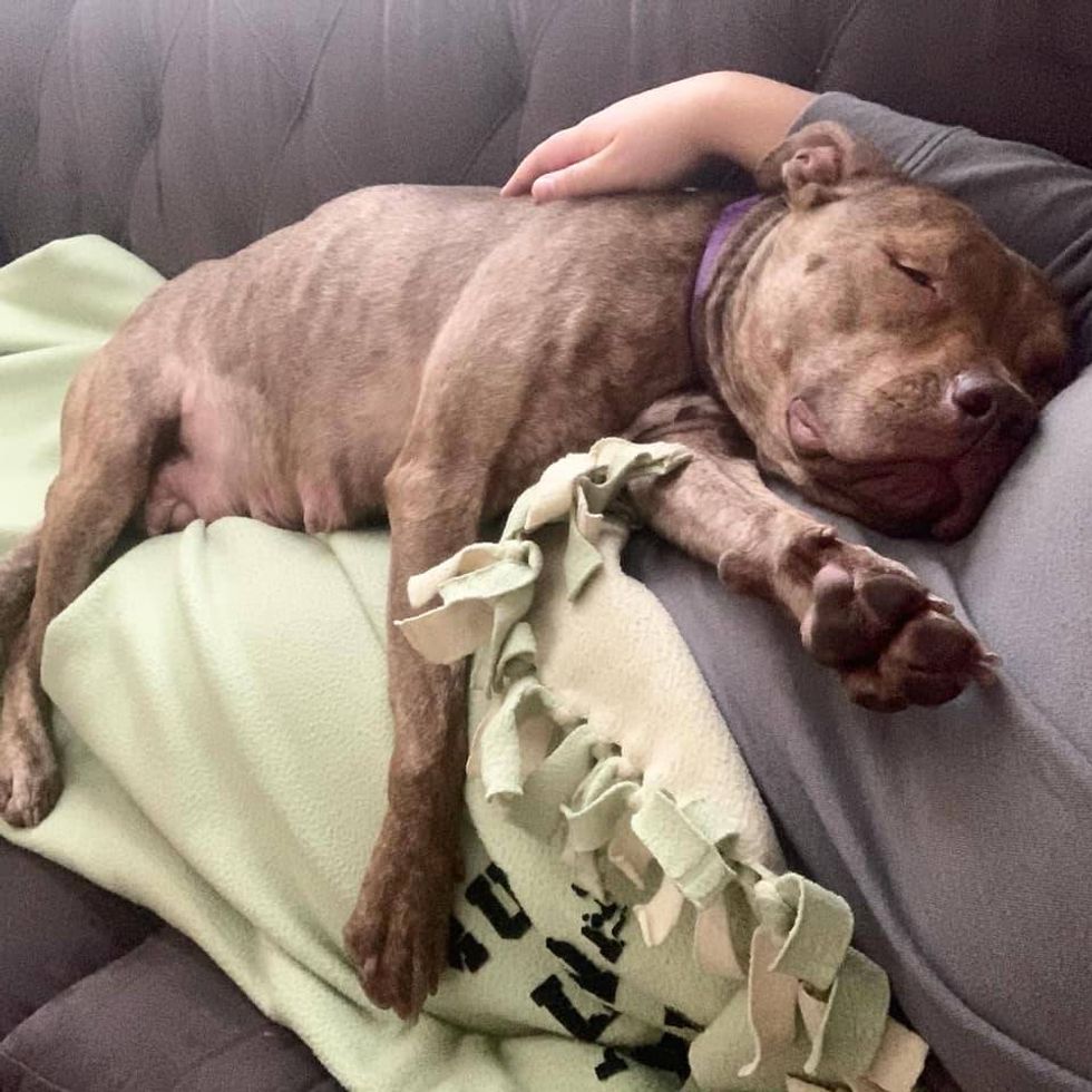 Cassandra from Stray Rescue