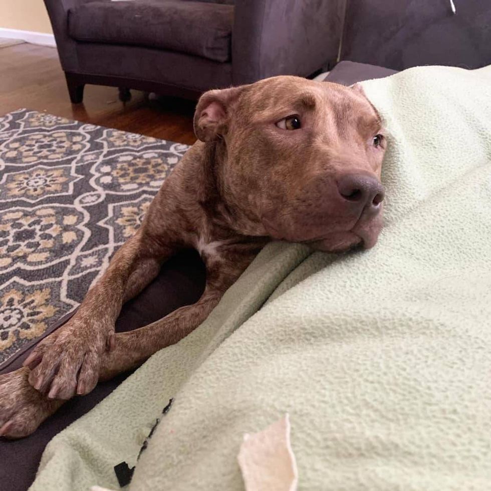 Cassandra from Stray Rescue