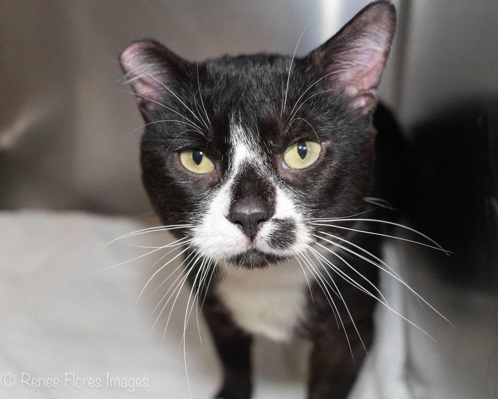 cat adoption
