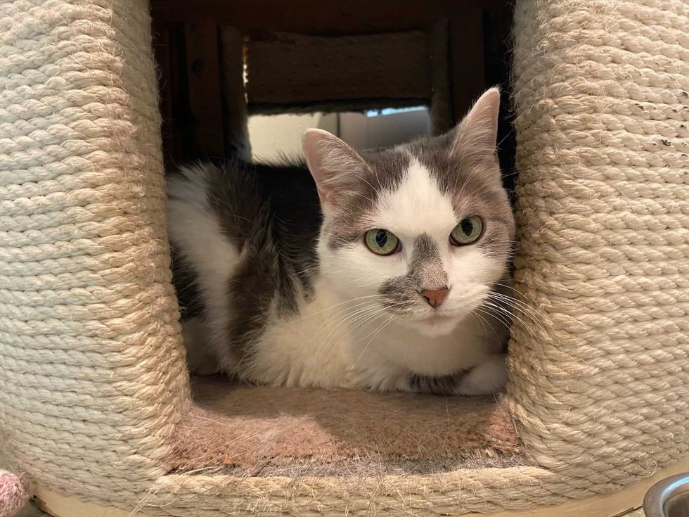 cat adoption