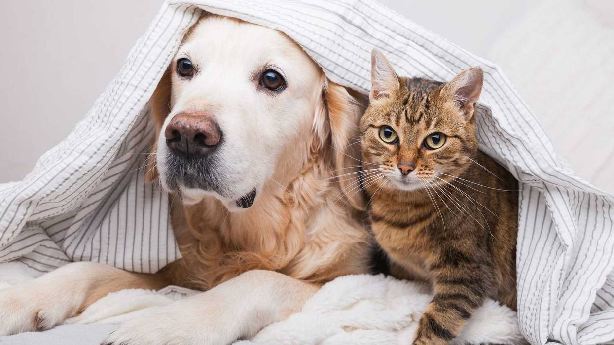 cat and dog together