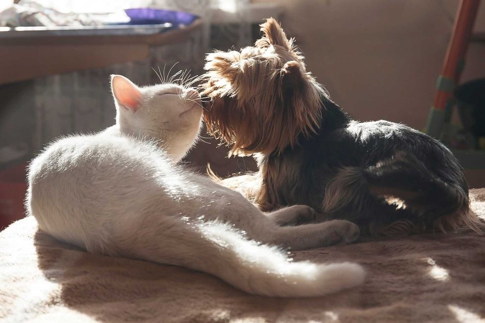cat and dog