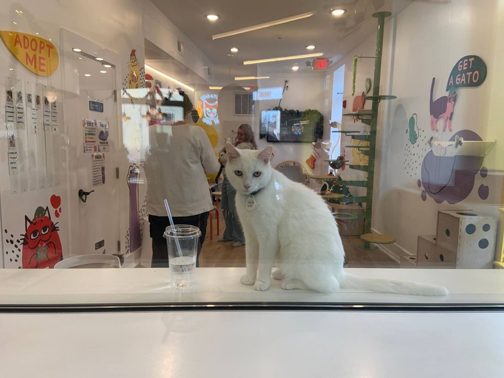 cat at Get A Gato in Queen Village.