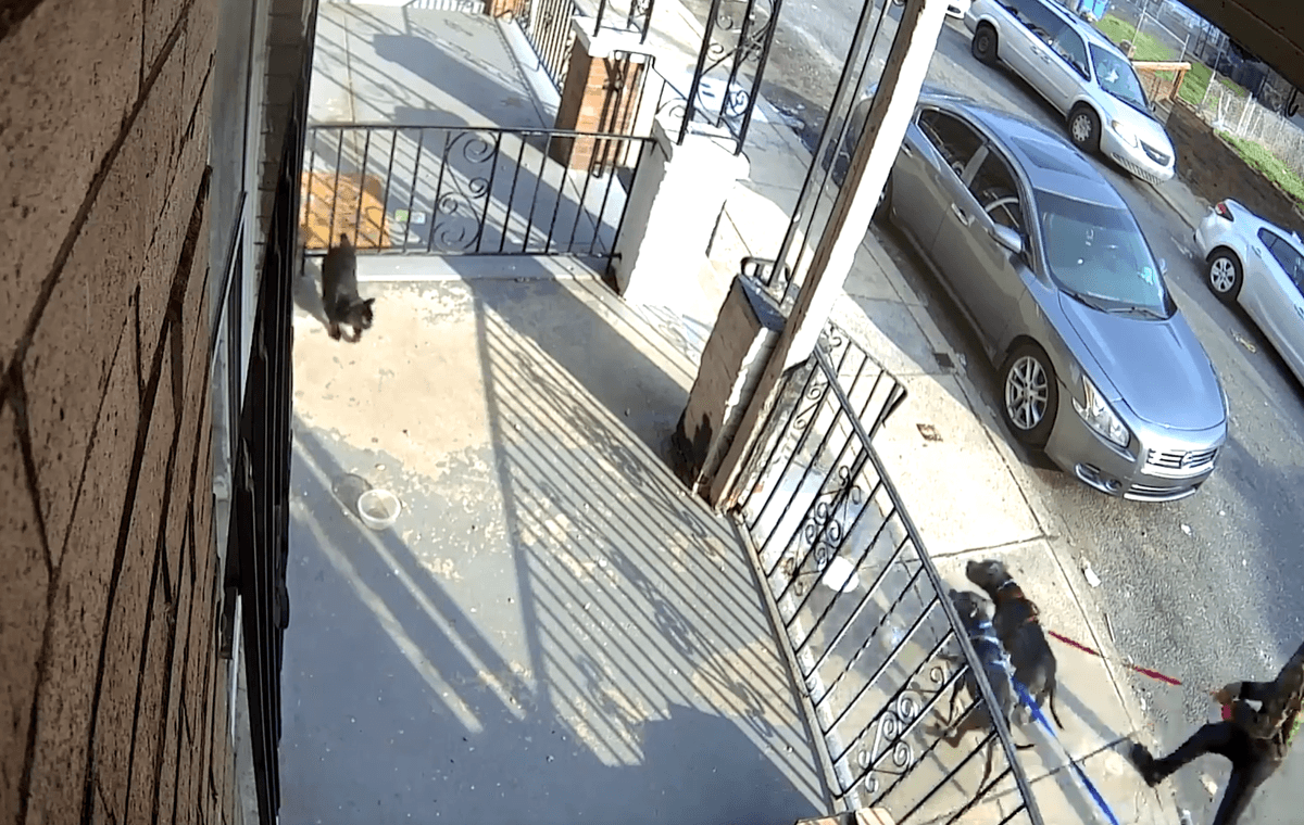 Cat attacked by two dogs