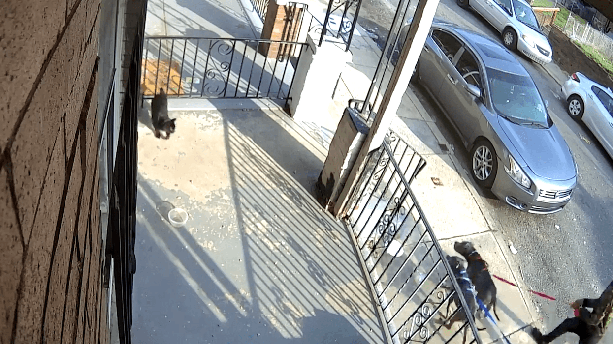 Cat attacked by two dogs