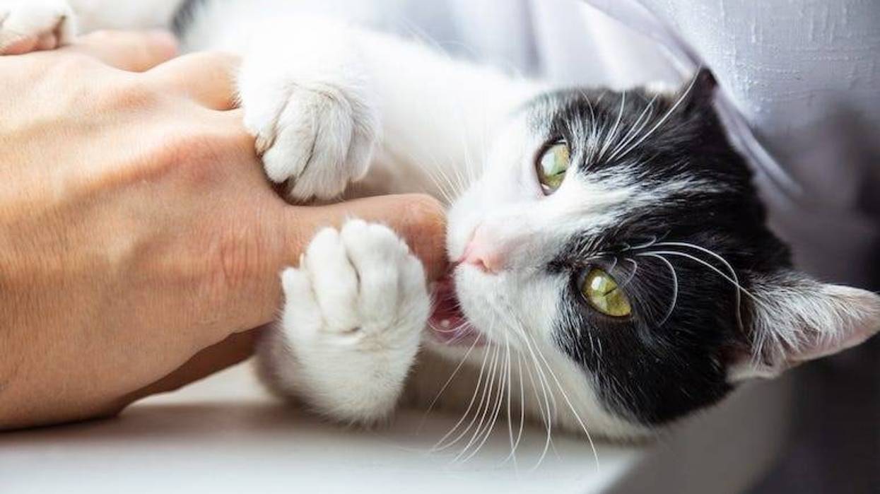 Cat, Biting, Finger, Teeth
