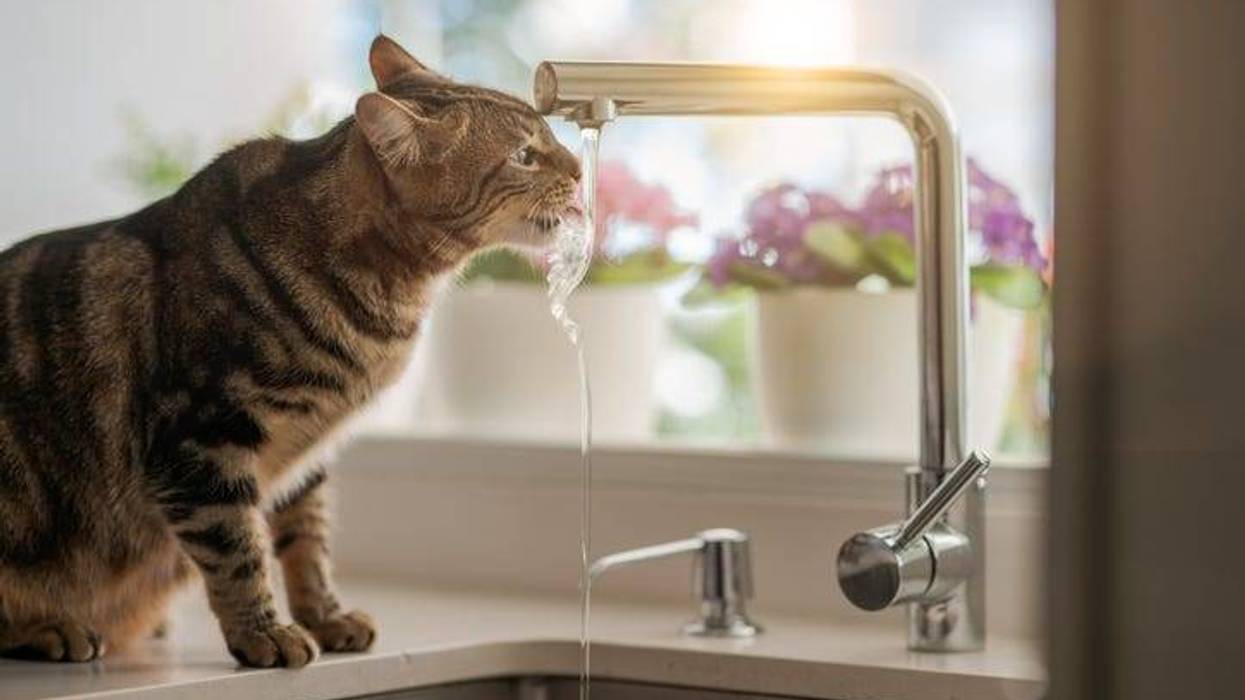 cat drinking from the faucet