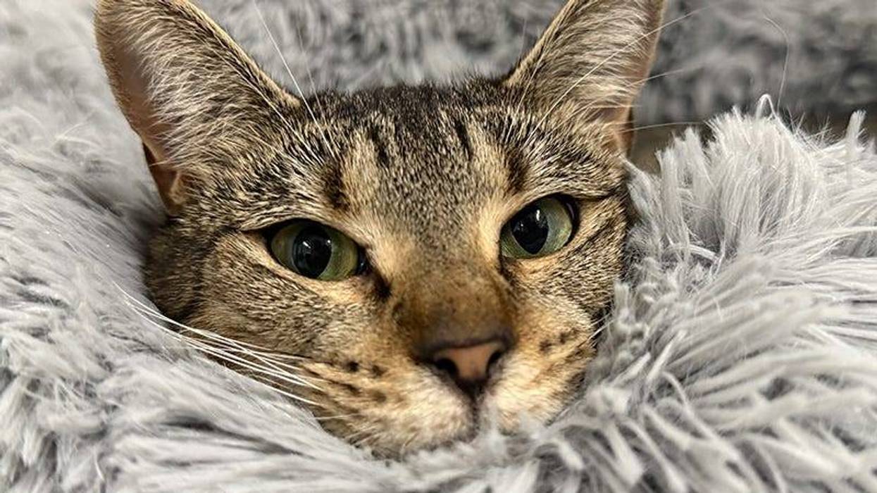 cat face snuggled in blanket