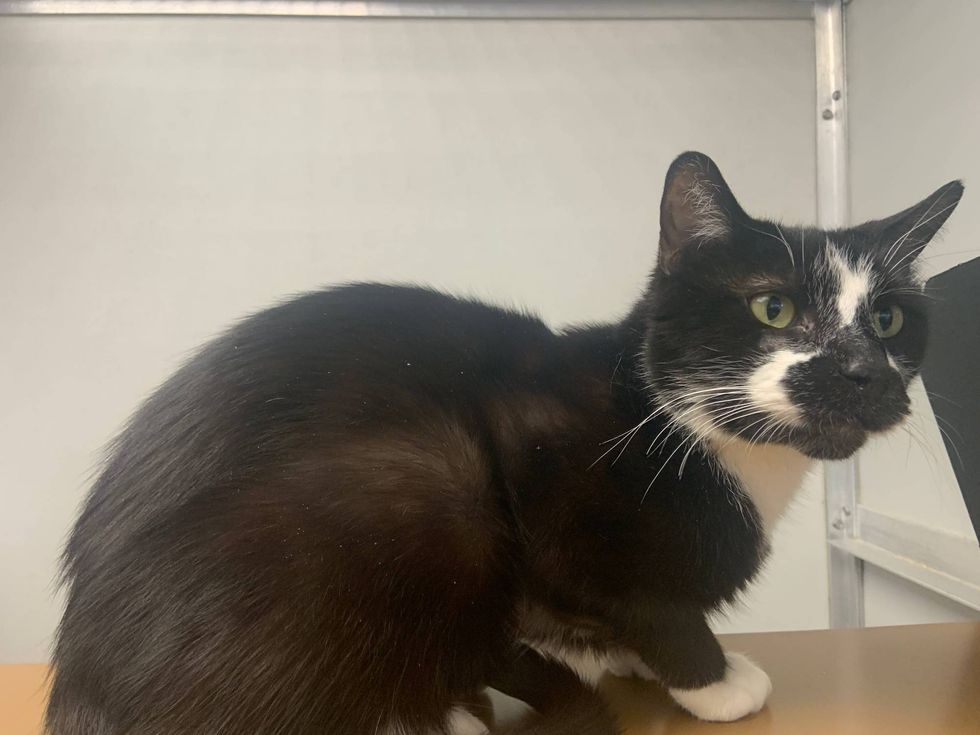 Cat for adoption