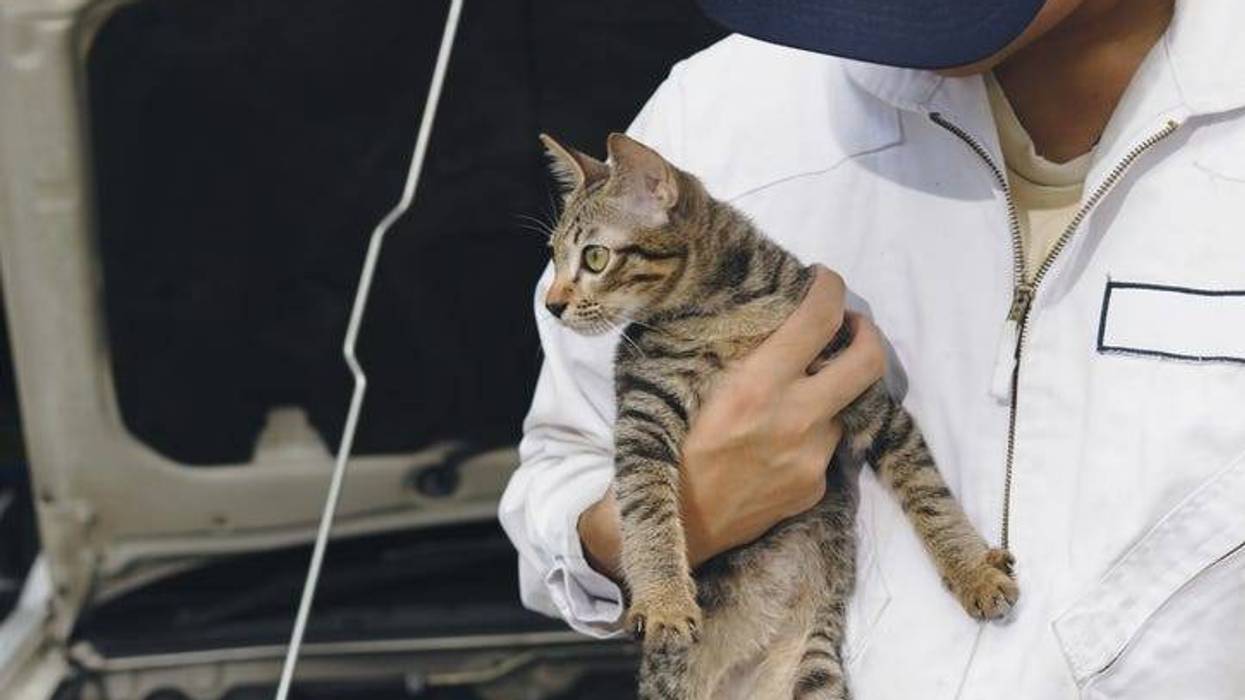 cat in a car