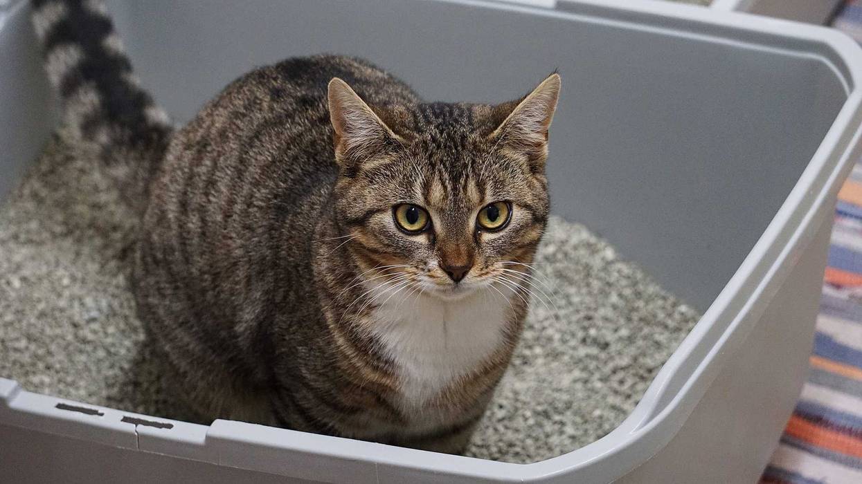 Cat in litter box