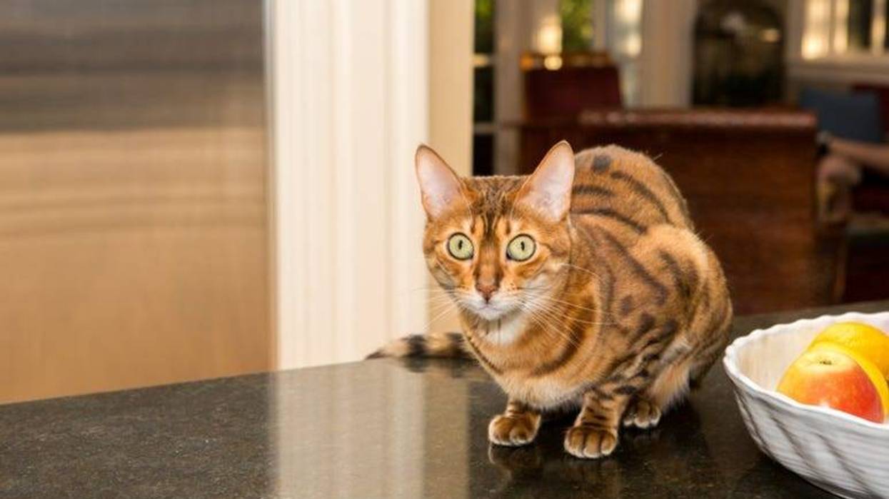 Cat_Kitchen_Counter