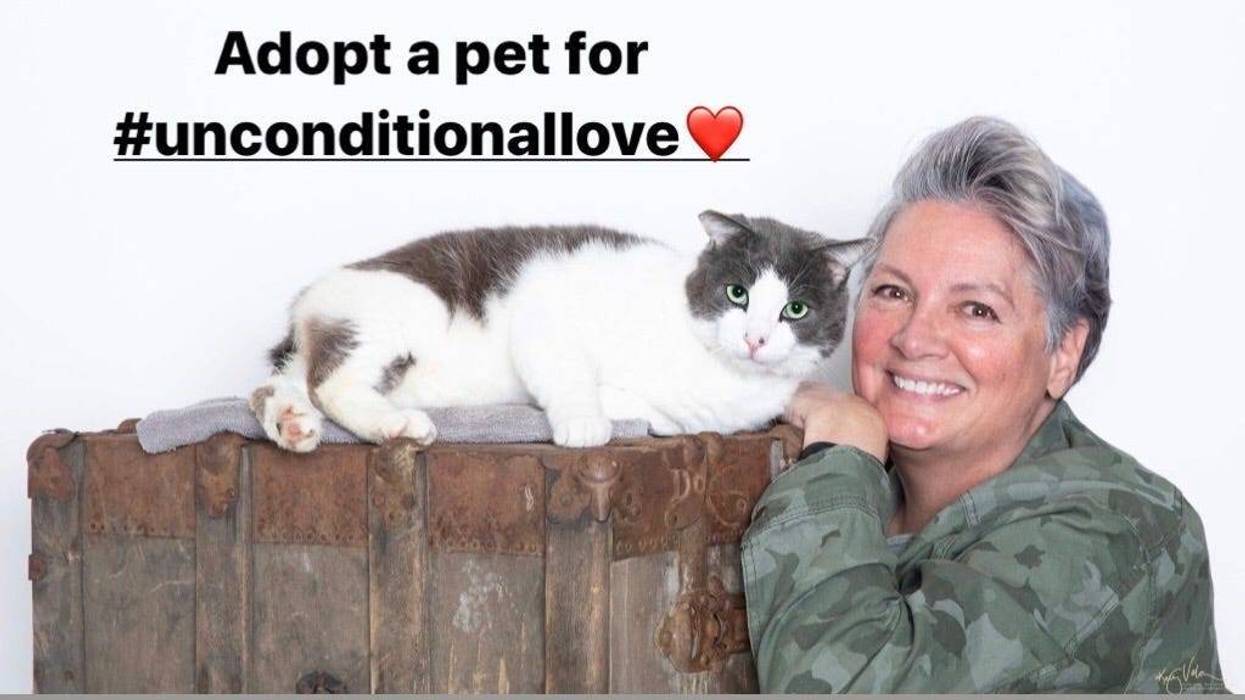 Cat, Kitten, Dog, Pet Adoption