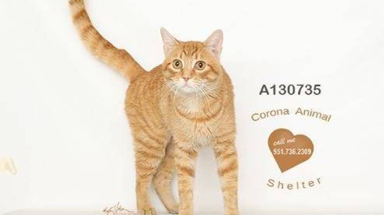 Cat, Kitten, Pet Adoption