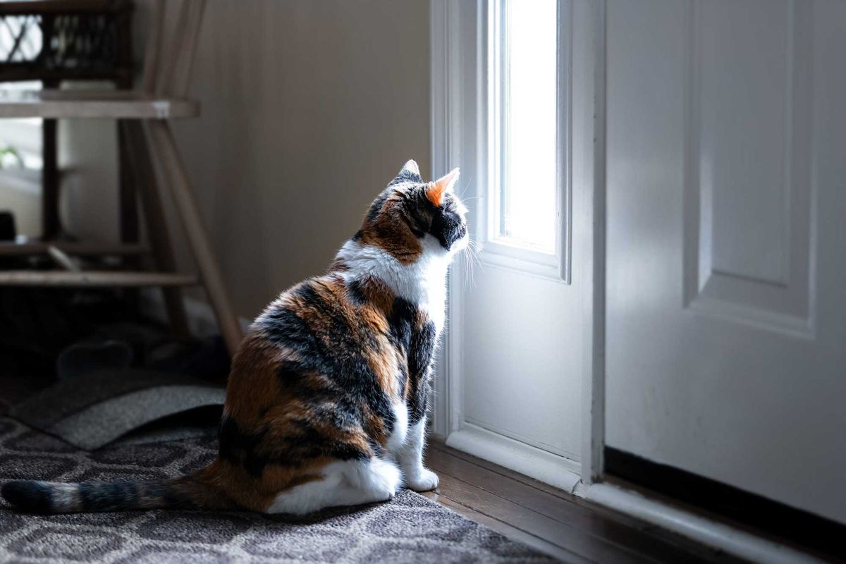 cat looking out the window