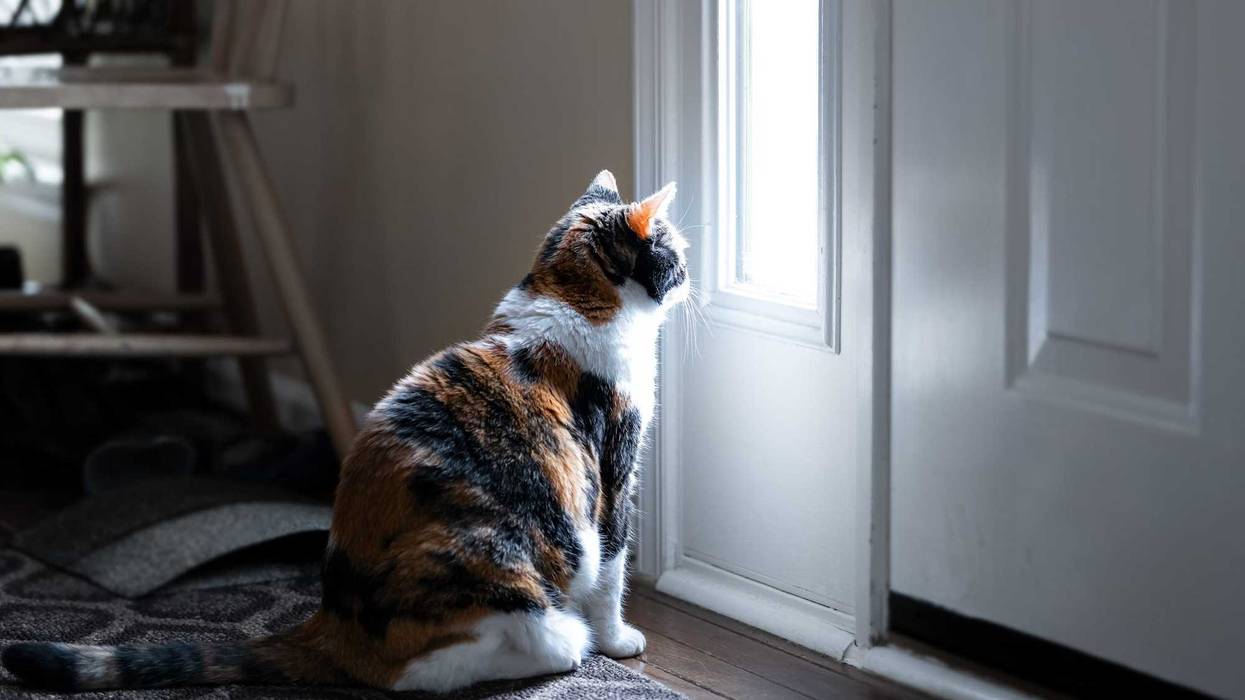 cat looking out the window